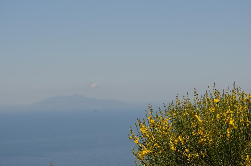 Le Ginestre Di Capri Bb & Holiday House 아나카프리 외부 사진
