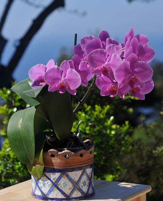 Le Ginestre Di Capri Bb & Holiday House 아나카프리 객실 사진