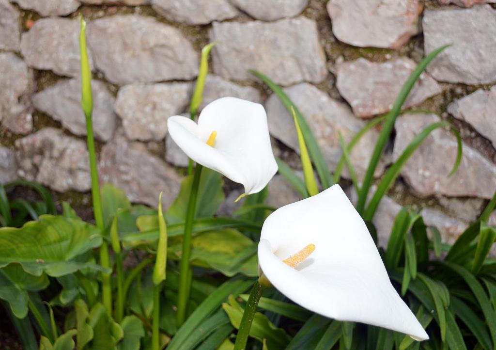 Le Ginestre Di Capri Bb & Holiday House 아나카프리 객실 사진